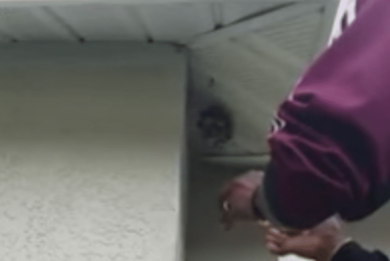 Watch An Insane Man Crush A Yellow Jacket Nest With His Bare Hands