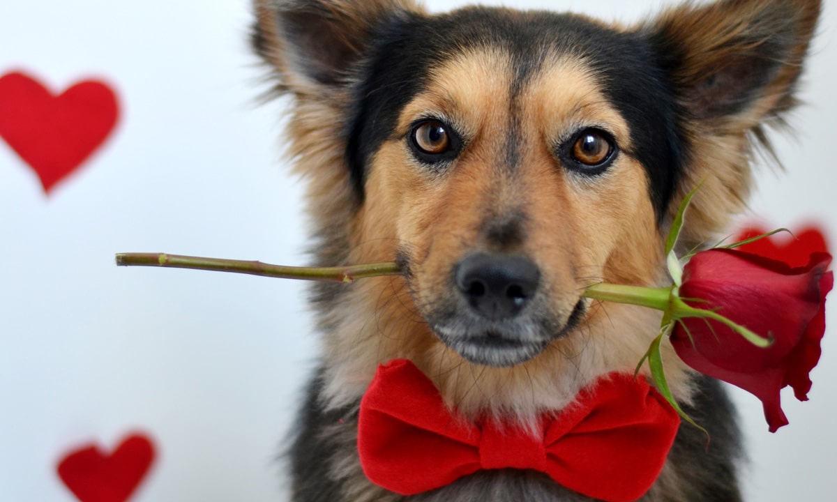 10 Reasons Why Your Dog Is The Ideal Valentine’s Date