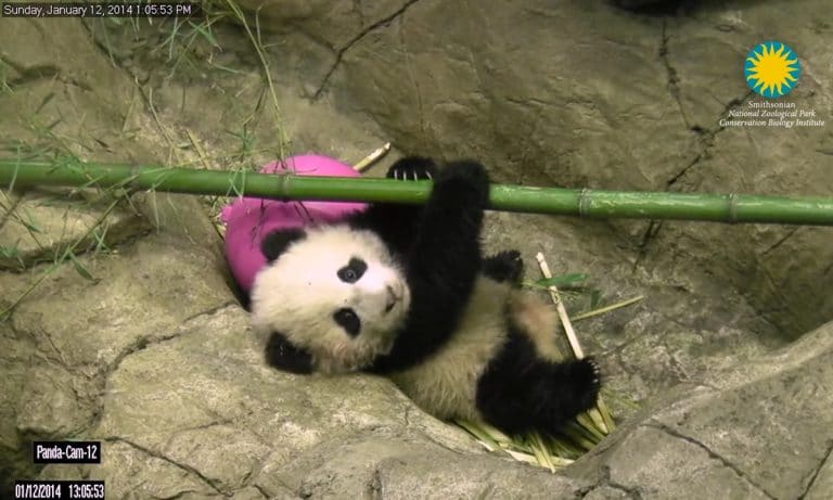 Can’t Stop The Cute: Watch The Best Moments Of Bao Bao The Panda