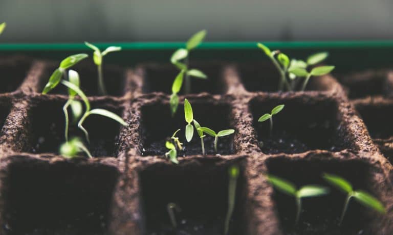 Can Washingtonians Grow Their Own Weed? Here’s The Scoop