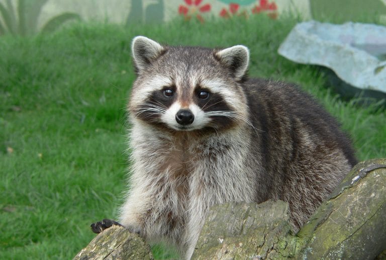 Brave Raccoon Free After Highly-Publicized Ride On Trash Truck