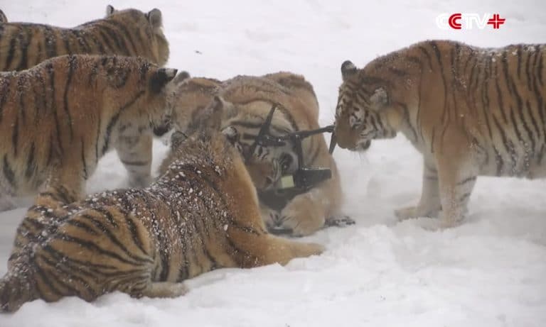 How Do You Train Chubby Siberian Tigers In The Winter? Drones