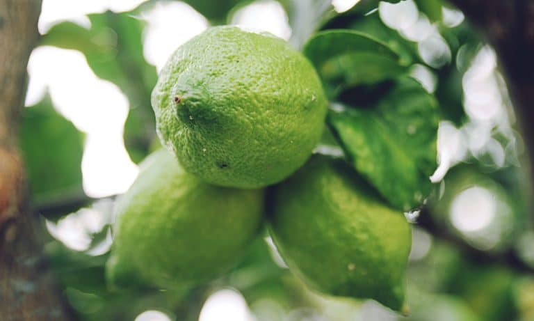 Sour Kush: Two Tons of Marijuana Disguised As Limes Confiscated