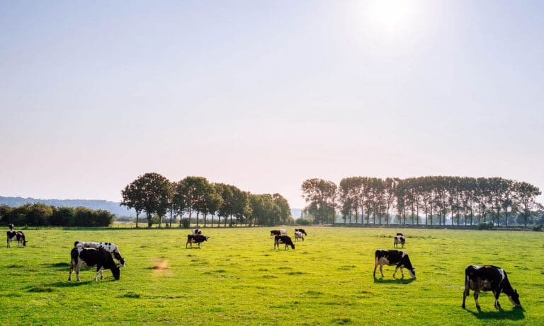 Richard Branson: You’ll Make More Money If You Swap Cows With Marijuana