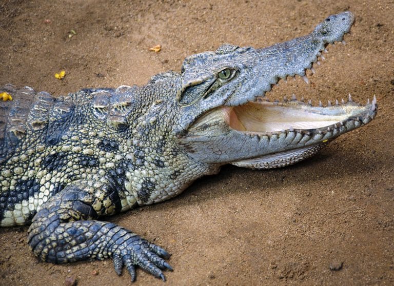 Drunken Teen Frees Arm From Croc’s Mouth With Big Punch To Head