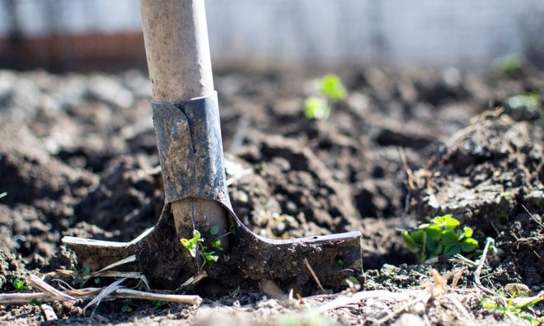 Hemp Can Be Used To Clean Up Oil Spills