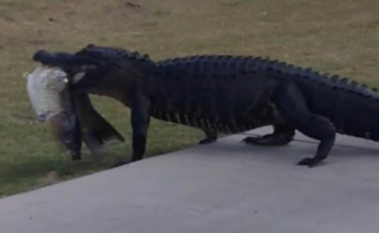 Giant Gator Eats Huge Fish At Golf Course