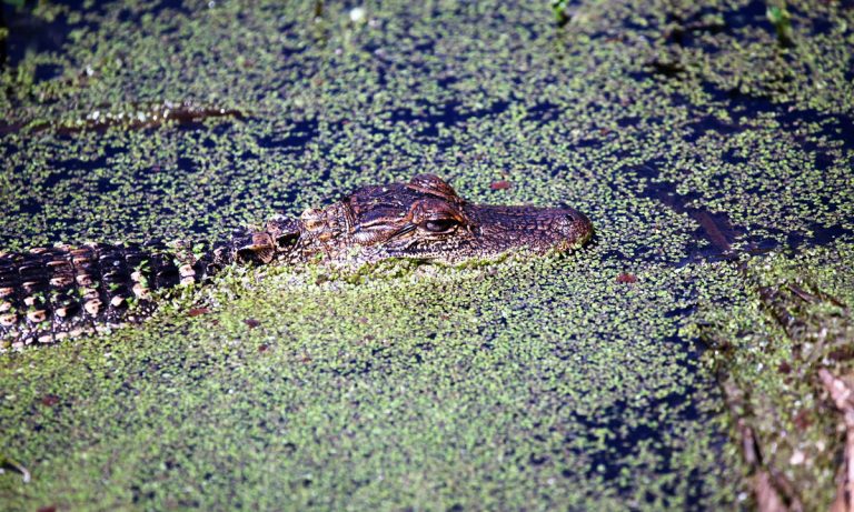 Watch: Huge Gator Snags Golfer’s Ball Before Disappearing Back Into Pond