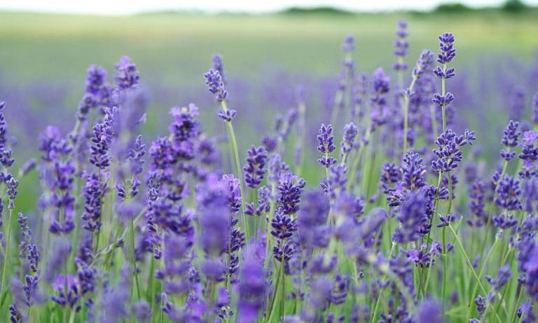 Scientists Figured Out What Makes Certain Types Of Weed Taste Different