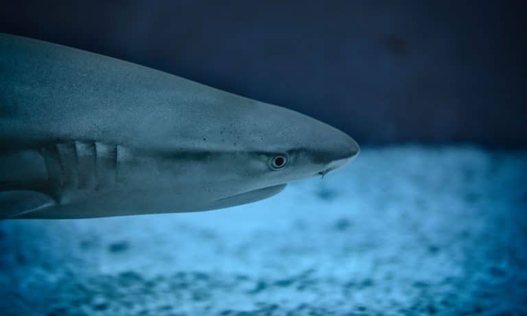 A Real-Life Sharknado Hit Australia Following a Tropical Cyclone