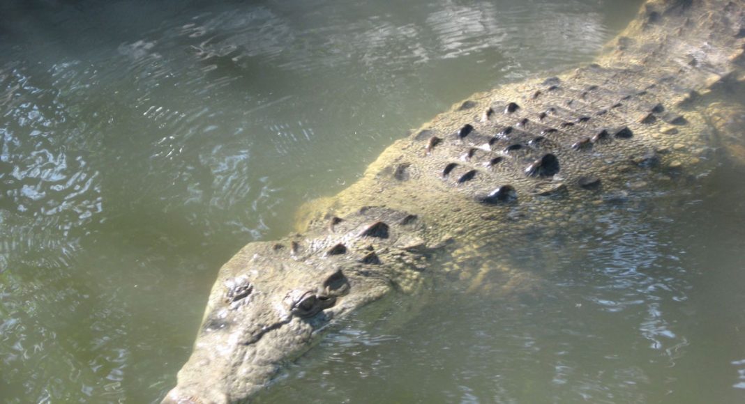 croc-infested waters
