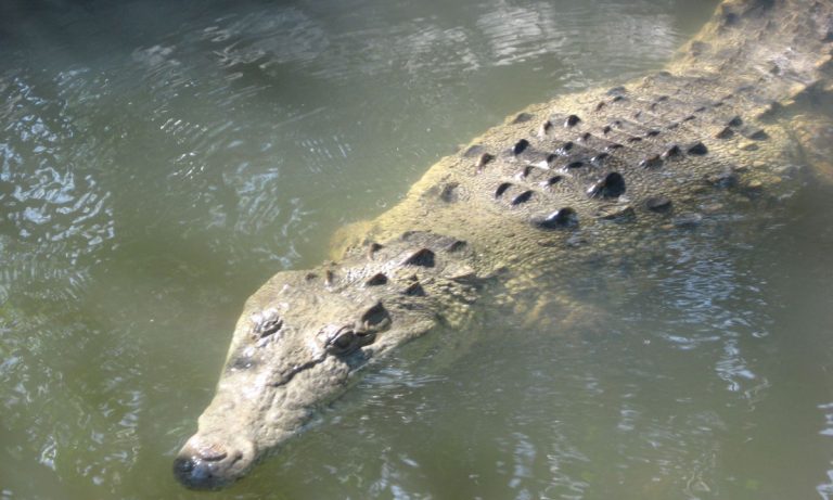 Teen Who Jumped In Croc-Infested Waters To Impress Girl: “It Was All Worth It”