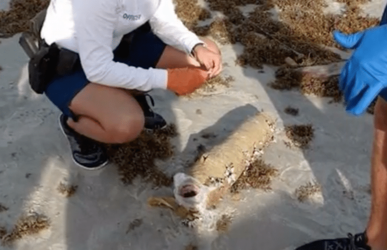 Lucky Man Finds 11-Pound Package Of Weed On Florida Beach