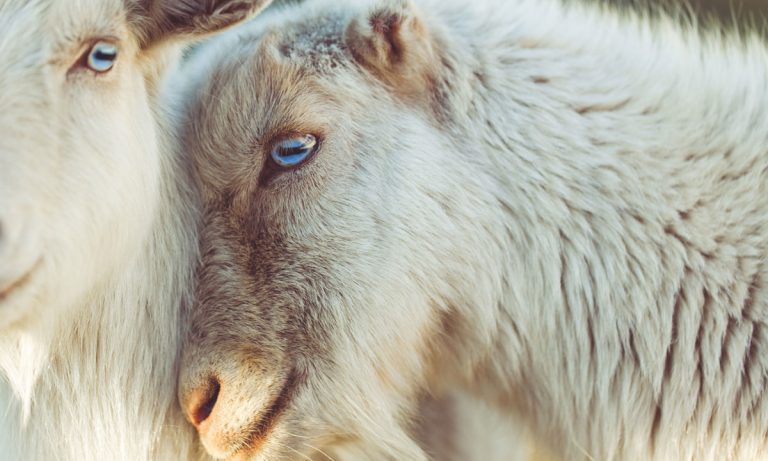 It’s A Trend: Goat Yoga Is The Next Big Thing In Fitness