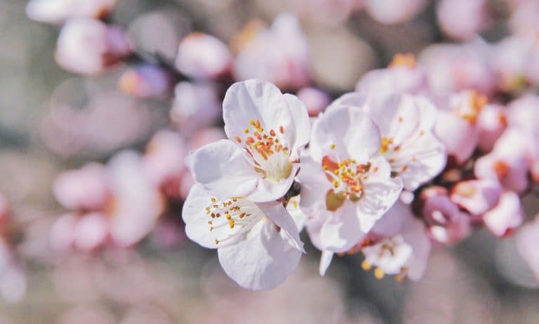 13 Cherry Blossom Desserts That Are Almost Too Pretty To Eat