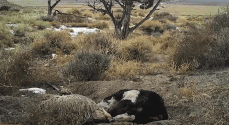 Watch This Busy Badger Bury an Entire Cow