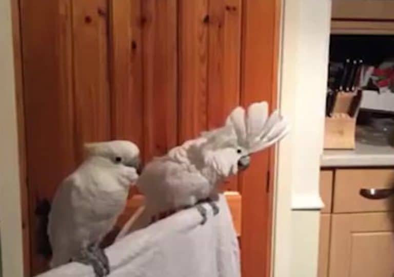 This Cockatoo Proudly Dancing To Elvis Will Be The Best Thing You See All Week