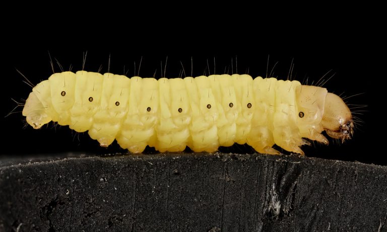 Caterpillars Could Be Our Secret Answer To Removing The World’s Waste