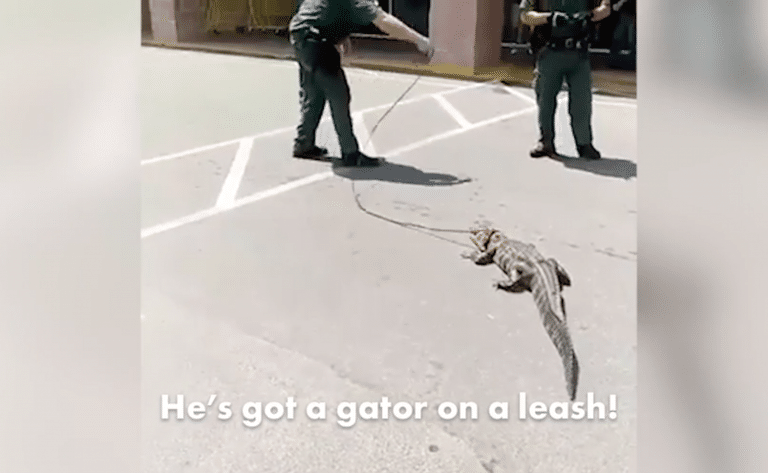 Watch Police Drag a Confused Gator Through A Store