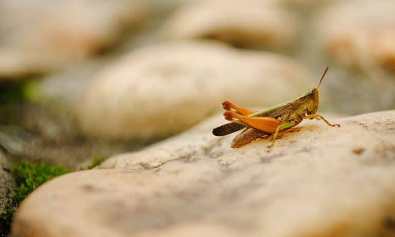 Stadi-Yum? Insects Are Newest Concession At Seattle’s Safeco Field