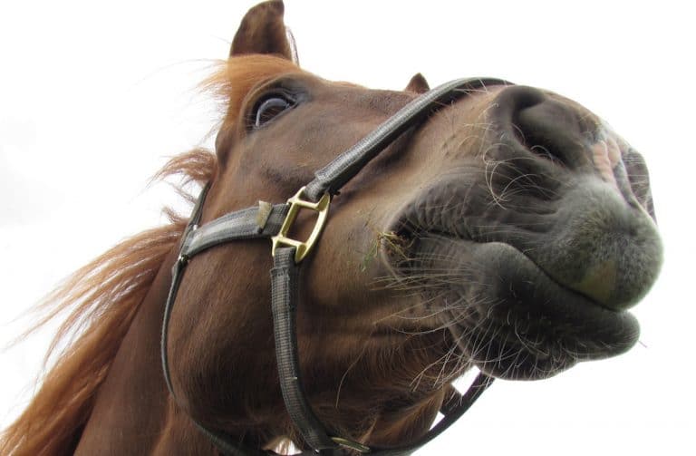 Alabama Horse Has To Drink A Beer A Day For Its Health