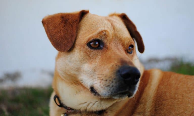 Is This Dog Pooper Scooper Drone For Real Or Just A Dream?