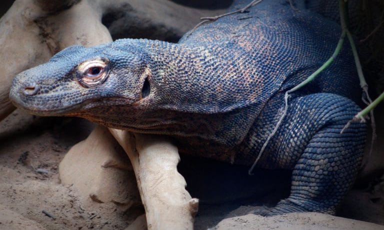 Komodo Dragon Blood Could Be The Antibiotic Of The Future 