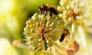 Why Some People Are Fascinated By The “Bee Sex” Fetish