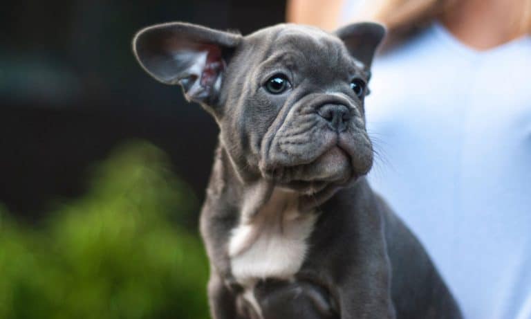 7 Of The Frenchiest Bulldog Puppies In Existence