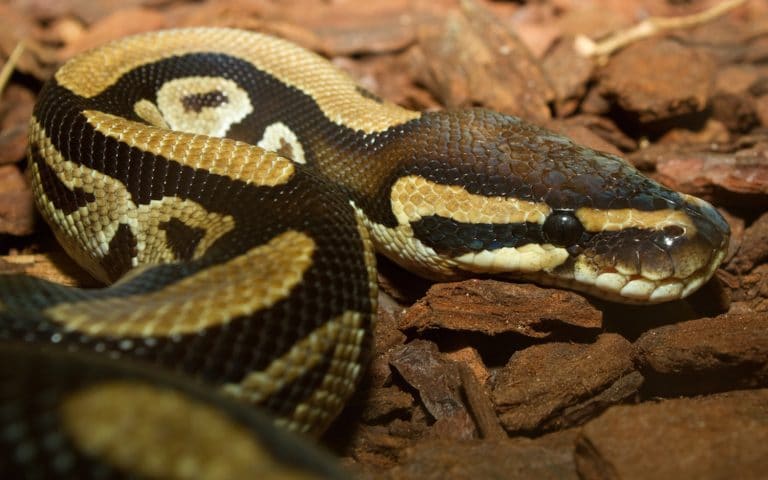 Man Fined For Walking His Snake in Park Without A Leash