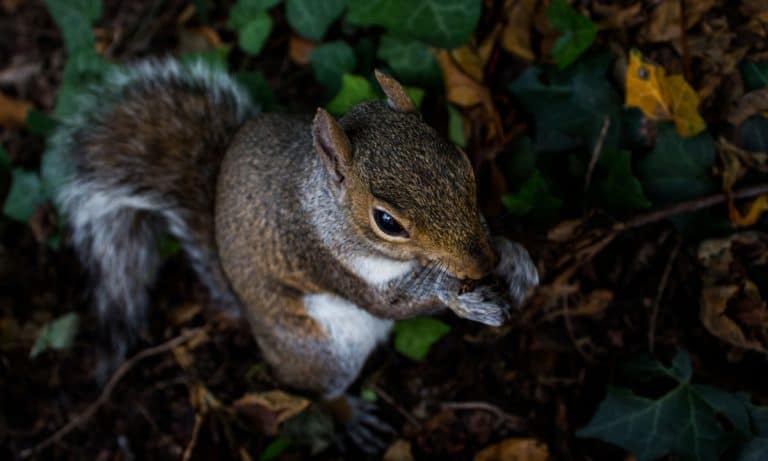 This Woman Hosts Super Bowl Parties And Food Trucks For Squirrels