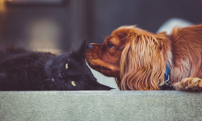 Talking To Your Dog Or Cat Means You’re Smart, Not Crazy