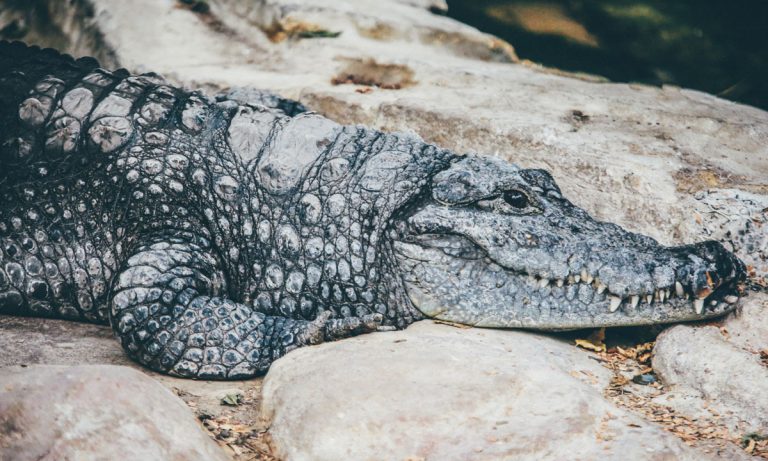 An 11-Foot Alligator Was Just Waiting For This Guy To Show Up To Work