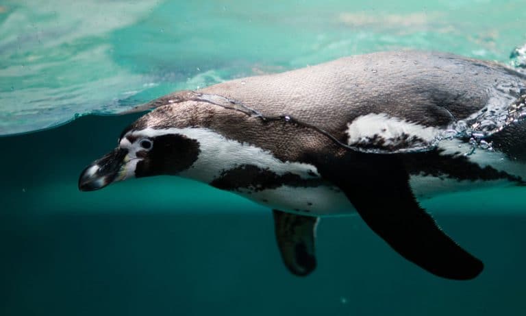 A Heartwarming Love Story Between An Elderly Penguin And An Anime Character