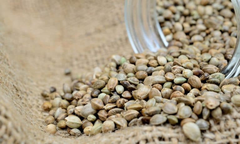 8 Ways Marijuana Seeds Can Be Used For Everyday Medicine