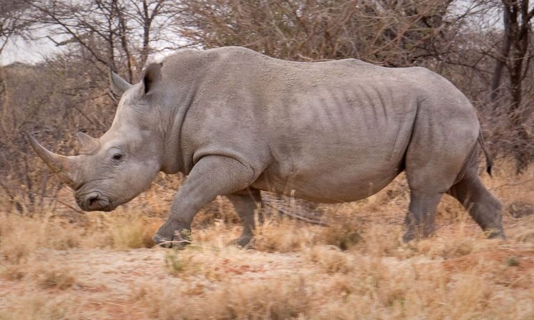 Swipe Right On The Last Remaining Male White Rhino 