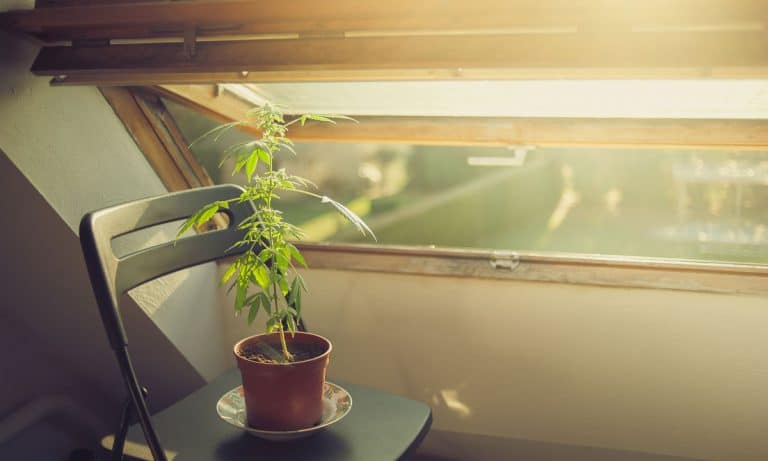 How You Can Legally Grow Marijuana At Home In Washington State