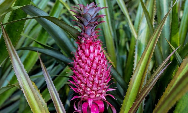 Pink Pineapples Are About To Be Your New Summer Foodie Obsession