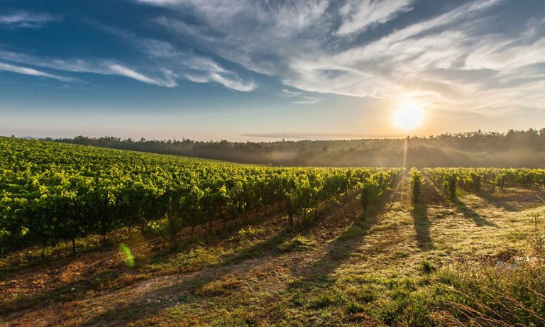 4 Tips You Need Before Planning Your Summer Wine Vacation