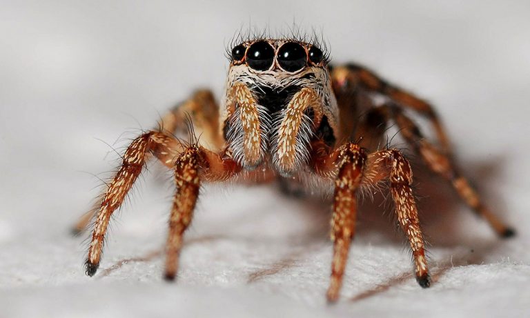 Watch: This Woman’s Headache Turned Out To Be A Spider