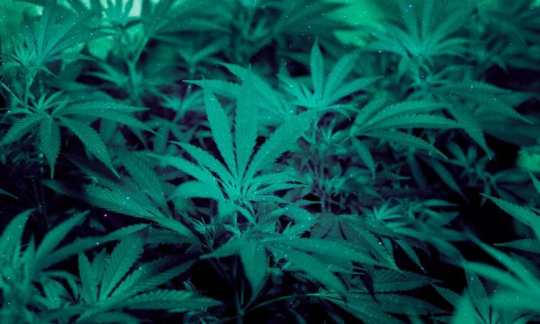 How Bioavailability Will Change The Marijuana Game