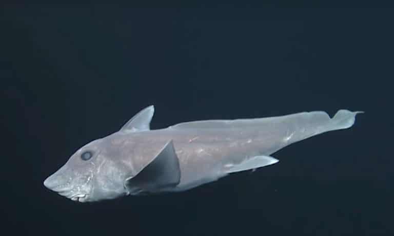 The Weird Sex Habits Of Ghost Sharks