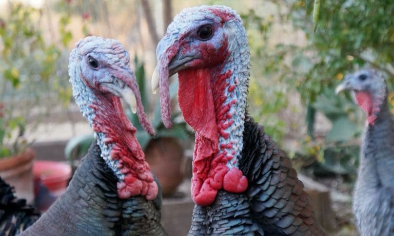 New Summer Tradition: The Turkey Testicle Festival