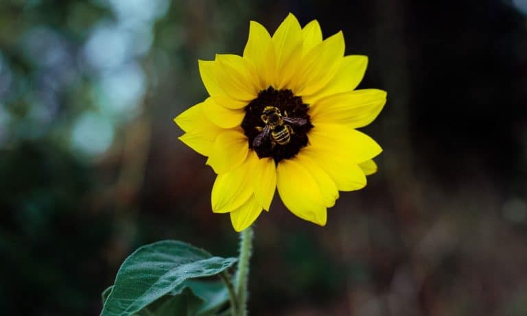 How Marijuana Consumers Can Save The Bees