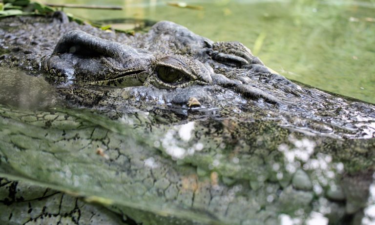 See The Huge Alligator That Tried To Do Battle With A Plane