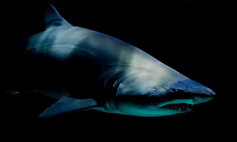 A Foolproof Guide (Kinda) To Surviving A Shark Attack