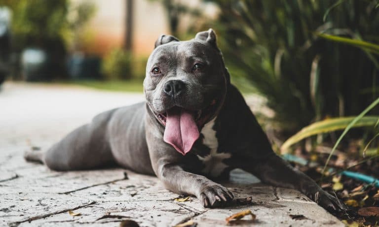 This Kentucky Town Voted A Dog As Mayor For The Fourth Year