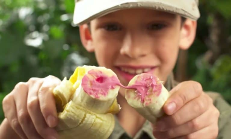 The Wacko Gadget That Fills Bananas With Goo And WHY?