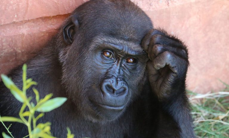 Meme Alert: This Gorilla Who Gives Hilarious TED Talks