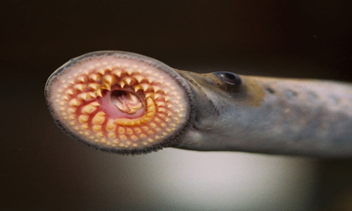 How To Eat The Ugliest Fish Ever: Sea Lamprey
